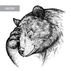 engrave bear illustration