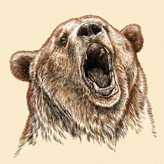 engrave bear illustration