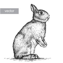 Engrave Rabbit Illustration