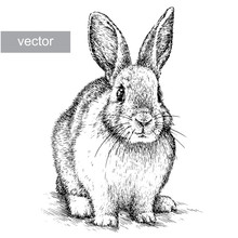 Engrave Rabbit Illustration