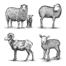 Lamb Illustration Free Stock Photo - Public Domain Pictures