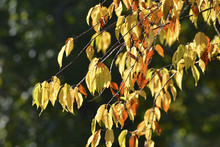 Beautiful Yellow Autumn Leaves Backlit