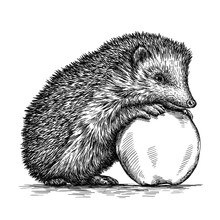 Engrave Hedgehog Illustration