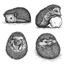 Engrave Hedgehog Illustration