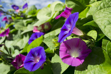 Purple And Pink Morning Glory Flowers