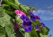 Purple And Pink Morning Glory Flowers