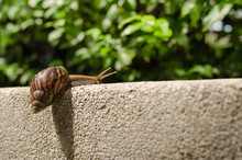 Snail Climbing Wall.