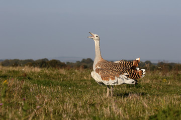 Canvas Print - Great bustard, Otis tarda