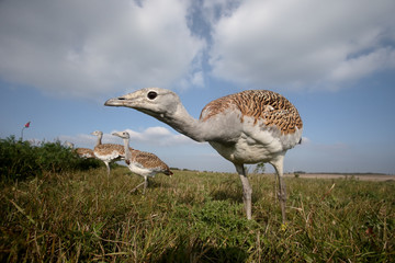 Sticker - Great bustard, Otis tarda