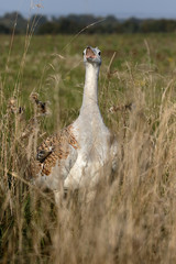 Sticker - Great bustard, Otis tarda