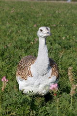 Sticker - Great bustard, Otis tarda