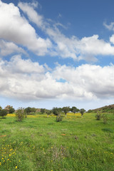 Canvas Print - Spring in Israel. Yellow daisies on green lawns