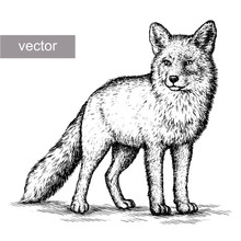 Engrave Fox Illustration
