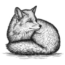 Engrave Fox Illustration