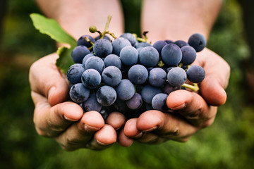 Wall Mural - Grapes harvest