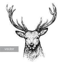 Engrave Deer Illustration