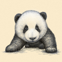 Engrave Panda Bear Illustration