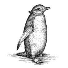 Engrave Penguin Illustration