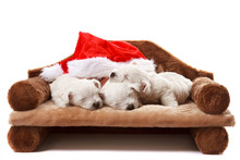 3 West Highland White Terrier Puppies With A Christmas Hat