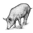 engrave pig illustration