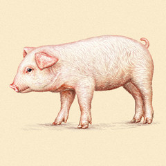 Wall Mural - engrave pig illustration