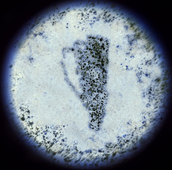 Bacterias in the shape of Gibraltar viewed through a microscope.