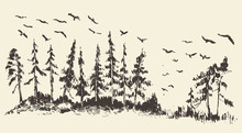 Hand Drawn Landscape Fir Forest Migratory Birds