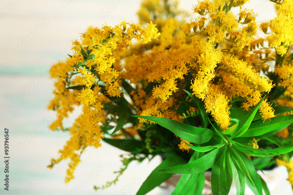 Beautiful mimosa flowers, closeup