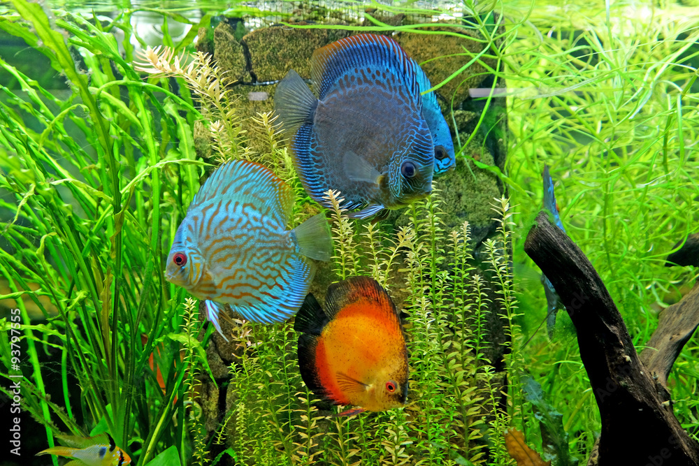 Underwater world - exotic fishes in an aquarium