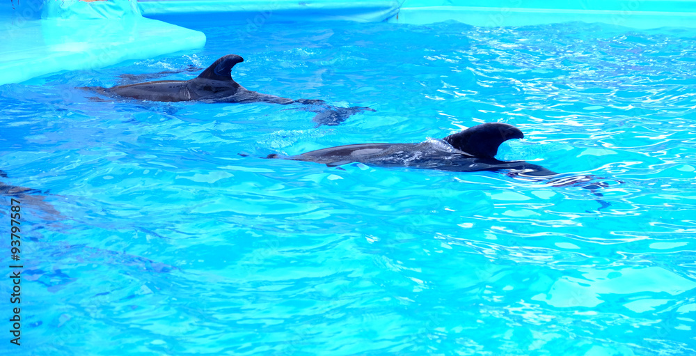 Cute dolphins in the dolphinarium