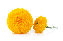 Marigold Flower On White Background