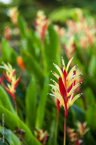 Close up of Heloconias flower