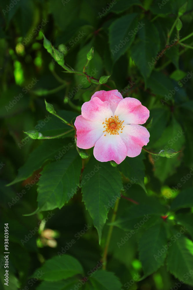 Beautiful hip roses flower green bush in garden