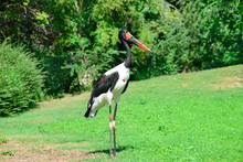 Black Stork In The Summer Park