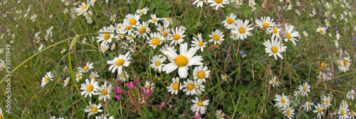 Obraz w ramie Kamillenblüten Panorama