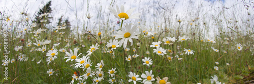 Naklejka na szybę Kamillenblüten Panorama