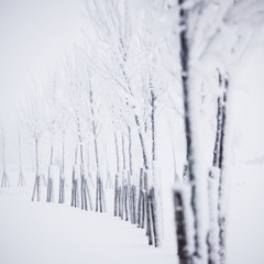 Wall Mural - Winter forest with snow