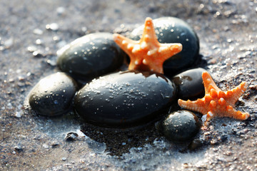 Poster - Pebbles with starfish on seashore