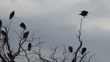 Buzzards In Dead Tree Limbs Watching Dead Animal 4K 119