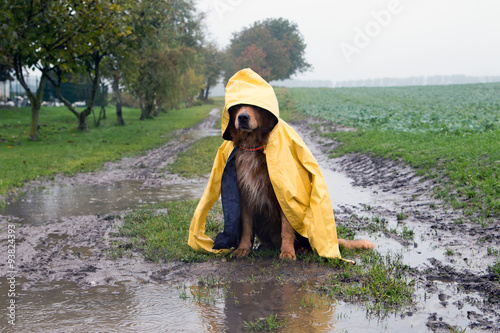 Hund im Regen sitzt in einer Pfütze StockFoto Adobe Stock