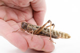 grosse Wüstenheuschrecke in der Hand