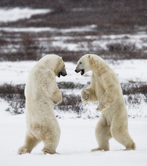 Two polar bears playing with each other in the tundra. Canada. An excellent illustration.