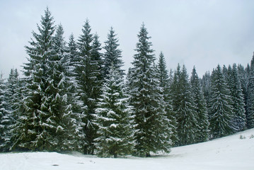 Winter landscape with snow covered trees