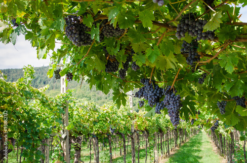 Vendemmia, grappoli di uva rossa per amarone in veneto a Verona Plakát