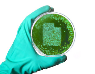 germs in the shape of utah in a petri dish.(series)