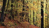 Fototapeta Na drzwi - Automne