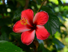 A Red Hibiscus Flower