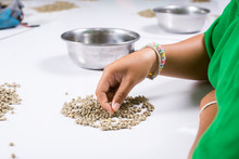 Kopi Luwak Coffee Series : Worker Sorter Coffee Beans