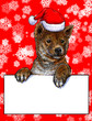 A puppy christmas on red snow background illustration for text message greeting of christmas festival holiday.