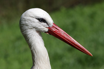 Wall Mural - Storch